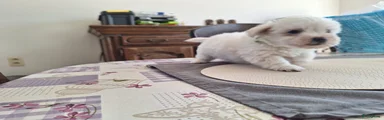 Wondertje