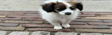 Vlinderhondje Puppy 1