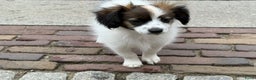 Vlinderhondje honden te koop: Mooie wit/sable Pappilon pup - Advertentie 2