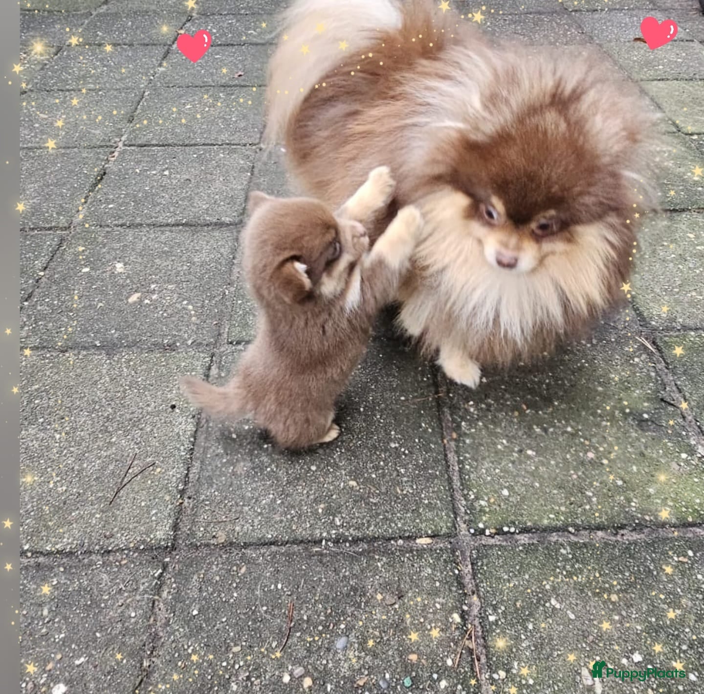 Pomchi honden SUPERSCHATTIGE POMCHIBEERTJES❤️2 REUTJES 1 TEEFJE  - Advertentie 1