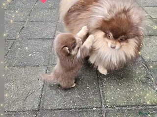 Pomchi honden SUPERSCHATTIGE POMCHIBEERTJES❤️2 REUTJES 1 TEEFJE - Advertentie 2