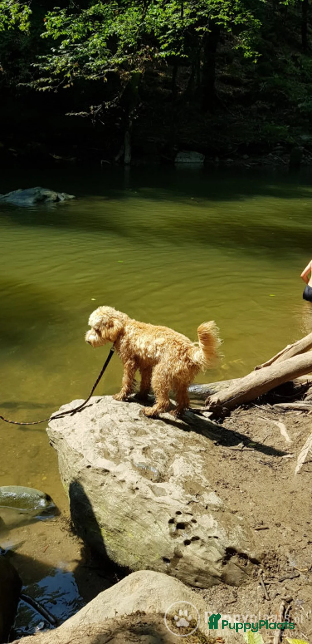 Labradoodle honden ter dekking: Echte Australian Labradoodle dekreu. in Duiven - Advertentie 5