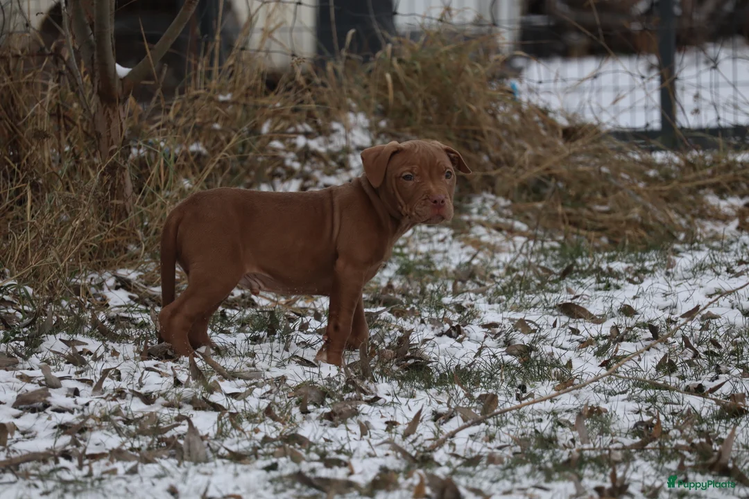 Pitbull Terriër honden te koop: American pitbullterier  - Advertentie 3