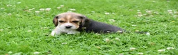 Beagle honden te koop: Prachtige Beagle pups  - Advertentie 7