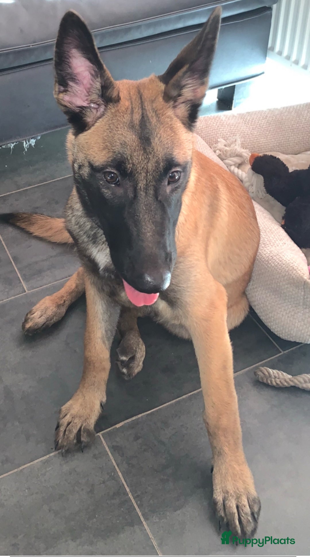 Mechelse Herder honden te koop: Mechelse Heder pup  - Advertentie 1