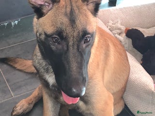 Mechelse Herder honden Mechelse Heder pup - Advertentie 1