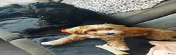 Kruising honden te koop: Onze Labradoodle mini Roxy in verwachting  - Advertentie 9