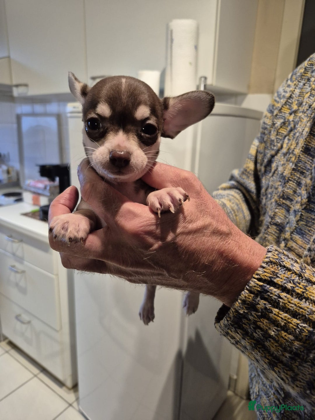 Chihuahua honden te koop: KORTHARIGE CHIHUAHUAPUPS - Advertentie 9