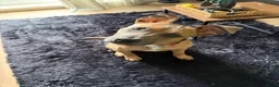 Kruising honden te koop: Koda zoekt een liefdevol nieuw thuis! in Rijswijk - Advertentie 7