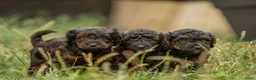 Kruising honden te koop: Dwergpoedel x Boompoo pups  - Advertentie 5