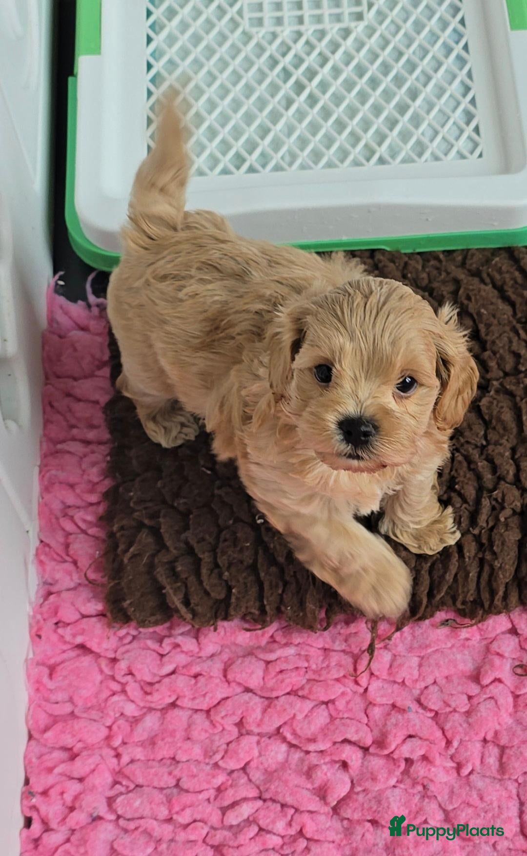 Maltipoo honden Mooie lieve maltipoo pup pups maltezer toy poedel  - Advertentie 2