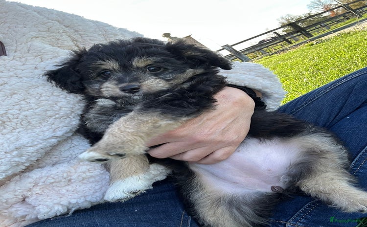 Kruising honden Mini Aussiedoodle pupjes - Advertentie 5