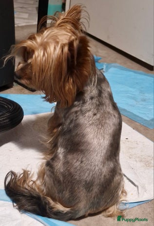 Yorkshire Terriër honden - Advertentie 2