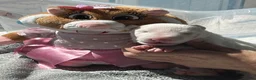 Bull Terriër honden te koop: Standaard bull terriër uit gekeurde ouders met fci - Advertentie 11