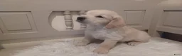 Golden Retriever honden te koop: Golden Retriever pup met stamboom - Advertentie 15