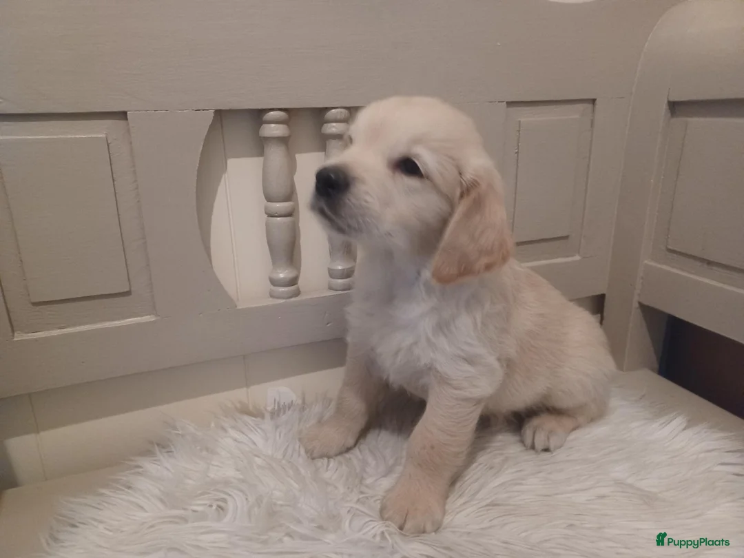 Golden Retriever honden te koop: Golden Retriever pup met stamboom - Advertentie 15