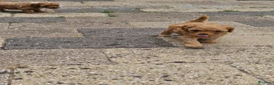 Cockapoo 1