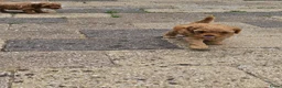 Cockapoo honden te koop: Cockapoo  in Heerhugowaard - Advertentie 13