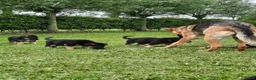 Duitse Herder honden te koop: Mooie Duitse herderpups in Beltrum - Advertentie 2