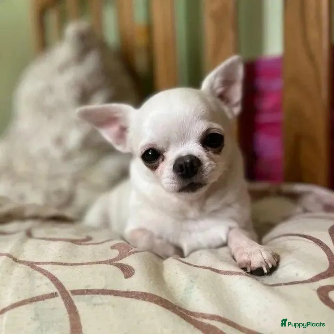 Chihuahua honden te koop: Kleine Chihuahua pups - Advertentie 1