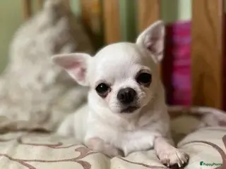 Chihuahua honden Kleine Chihuahua pups - Advertentie 1