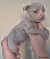 Old English Bulldog Puppy 1