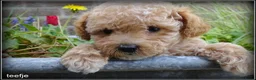 Maltipoo honden te koop: Maltipoo F1b pups - Advertentie 10