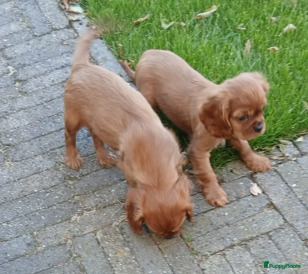 Cavalier King Charles Spaniel honden te koop: Cavalier King Charles Spaniel pup met FCI stamboom - Afbeelding 5