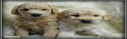 Labradoodle honden te koop: Labradoodle F4 medium pups - Advertentie 8