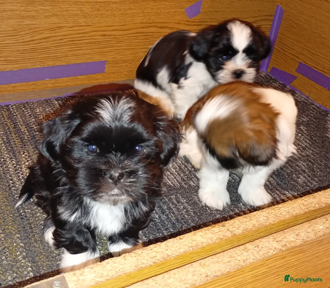 Shih Tzu honden te koop: Shih Tzu pups - Advertentie 1