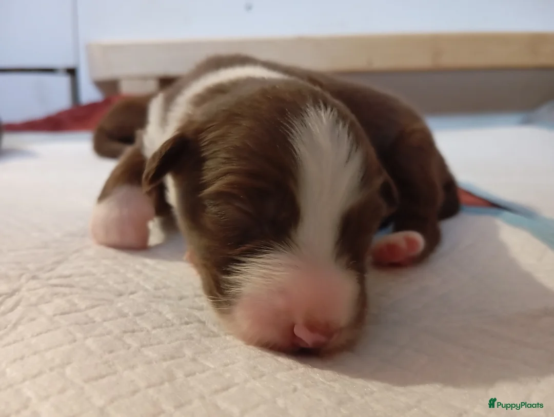 Australian Shepherd honden te koop: 10 prachtige Australische herder pups! - Advertentie 23