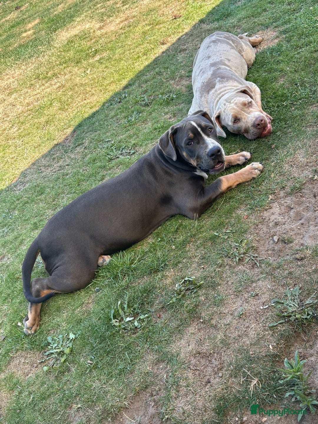 Amerikaanse Bully honden te koop: Laatste american bully XL teefje  - Afbeelding 1