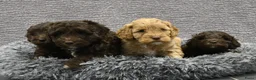 Australian Labradoodle honden te koop: Prachtige Chocolade bruine Labradoodle pup - Advertentie 15