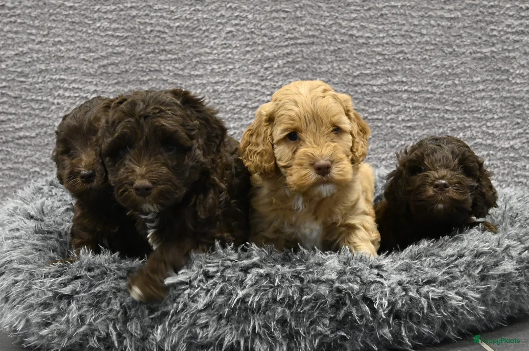 Australian Labradoodle honden te koop: Prachtige Chocolade bruine Labradoodle pup - Advertentie 15