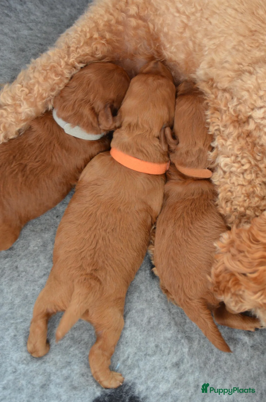 Poedel Toy honden te koop: Prachtige toypoedel pups  - Advertentie 2