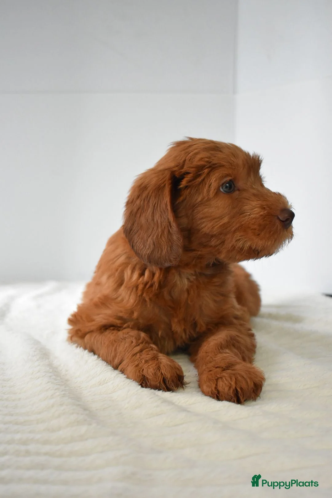 Australian Labradoodle honden te koop: Puppy beschikbaar! Australian Labradoodle - Advertentie 5