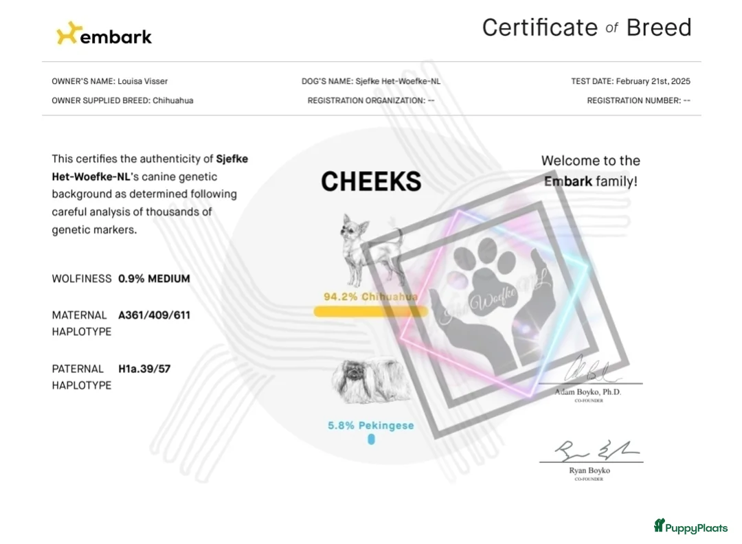 Chihuahua honden ter dekking: Chihuahua Dekreu (niet tekoop) - Advertentie 10