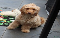 Labradoodle honden te koop: LABRADOODLE TEEFJE - Afbeelding 1