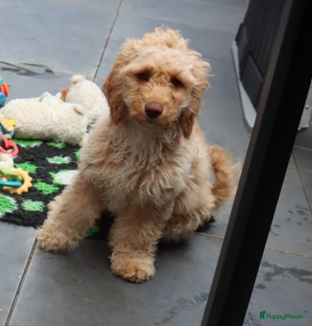 Labradoodle honden te koop: LABRADOODLE TEEFJE - Afbeelding 1