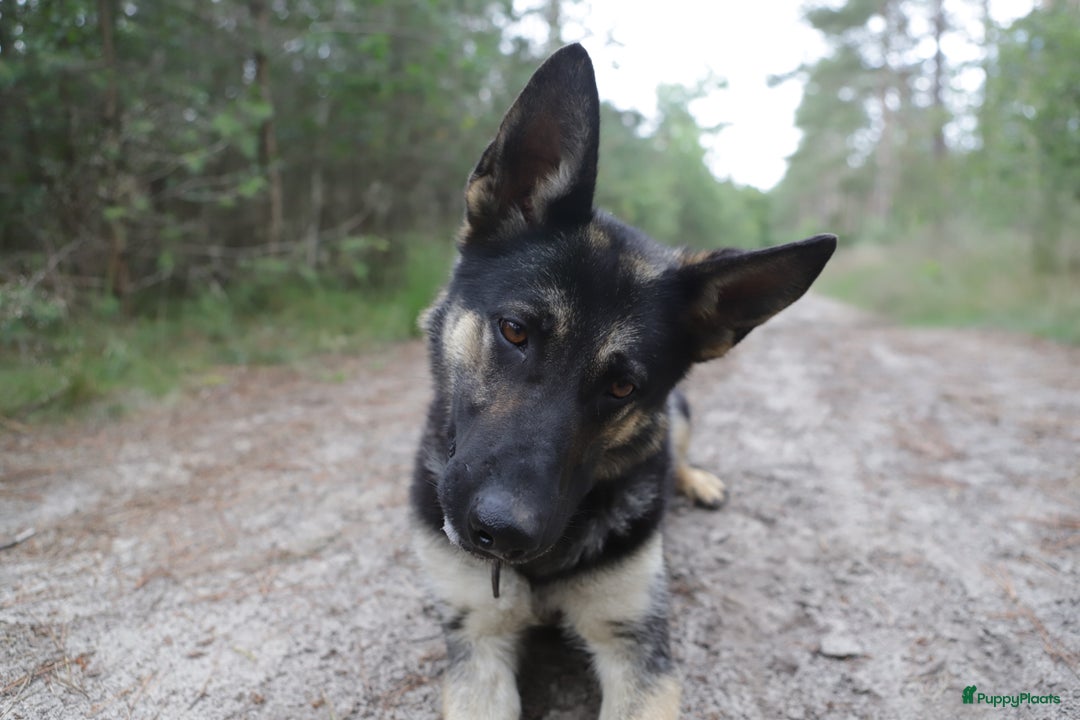 Duitse Herder honden te koop: Topkwaliteit Duitse Herder Pups - Advertentie 2