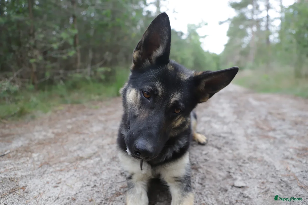 Duitse Herder honden te koop: Topkwaliteit Duitse Herder Pups - Advertentie 13