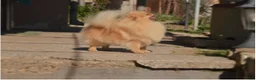 Pomeriaan honden te koop: prachtige Pomeranian-puppy's - Advertentie 2