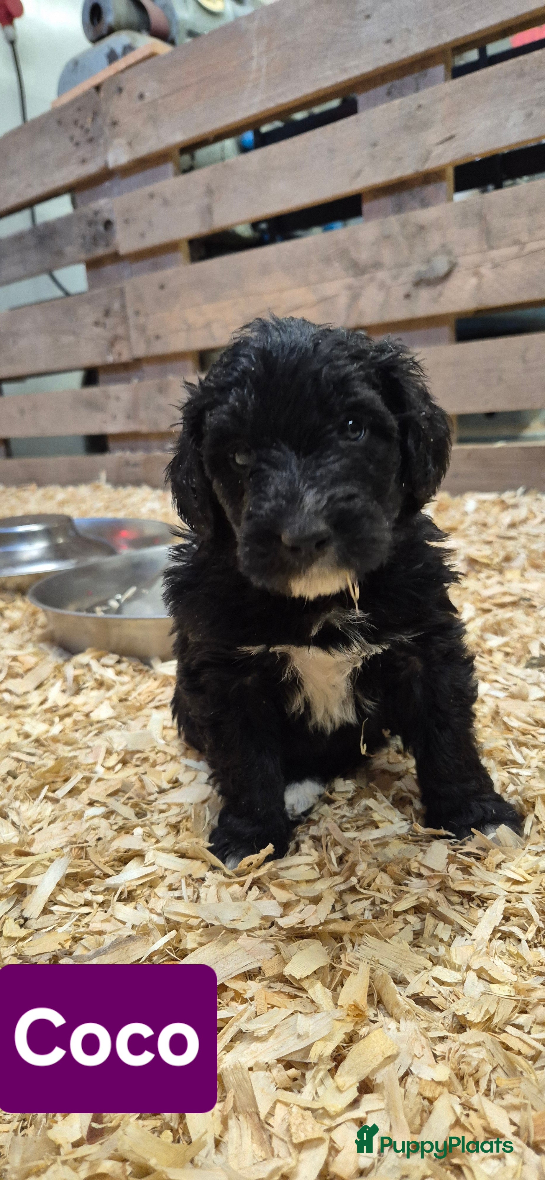 Kruising honden Bordoodle pups (F1) te koop! - Advertentie 2