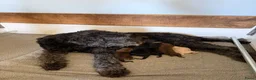Kruising honden te koop: Medium labradoodles - Advertentie 4