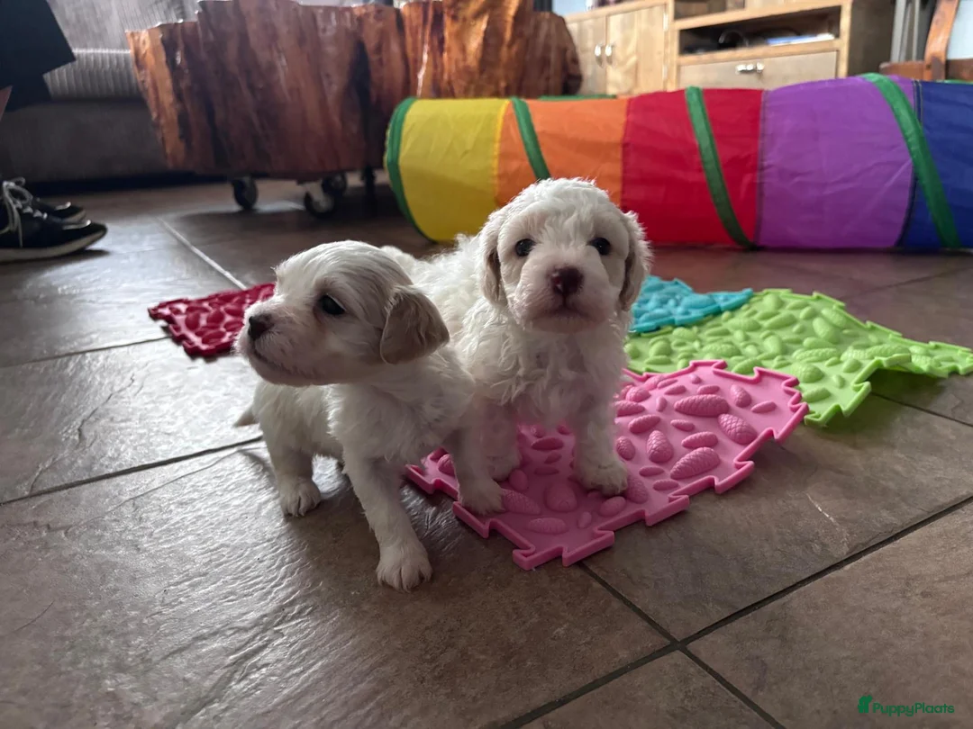 Kruising honden te koop: Maltipoo x Shih Tzu puppies - Advertentie 1