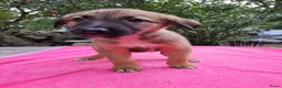 Kruising honden te koop: Puppy's Mechelse Herder X Australian Shepherd  - Advertentie 2