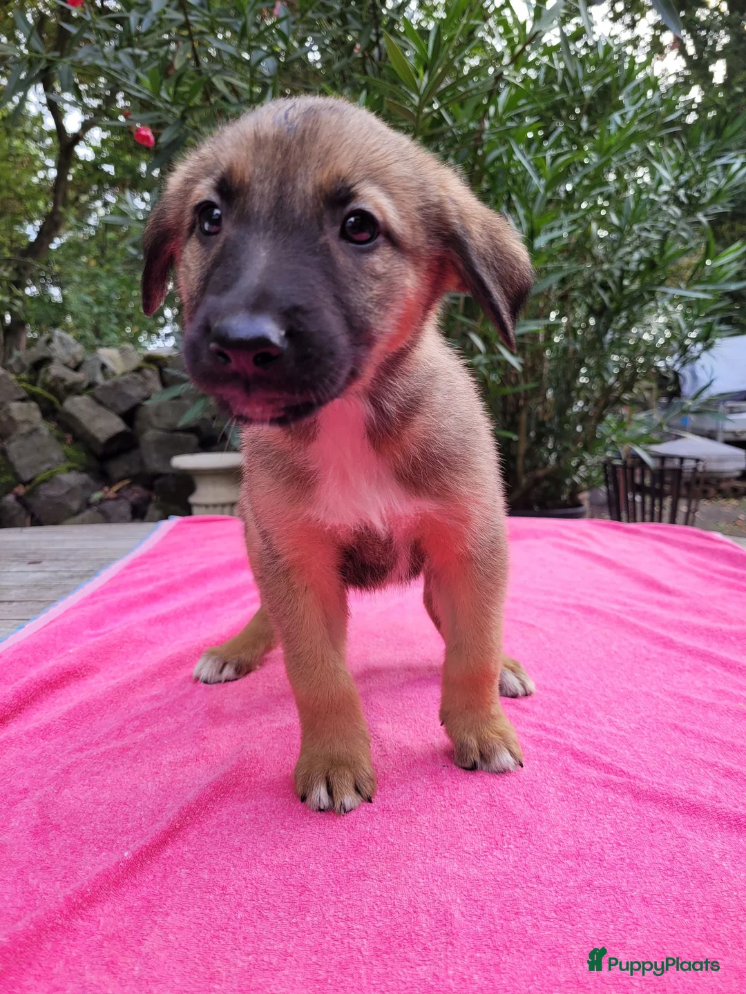 Kruising honden te koop: Puppy's Mechelse Herder X Australian Shepherd  - Advertentie 2