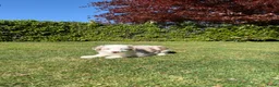 Kruising honden te koop: Australian Shepherd x Border Collie pups - Advertentie 19
