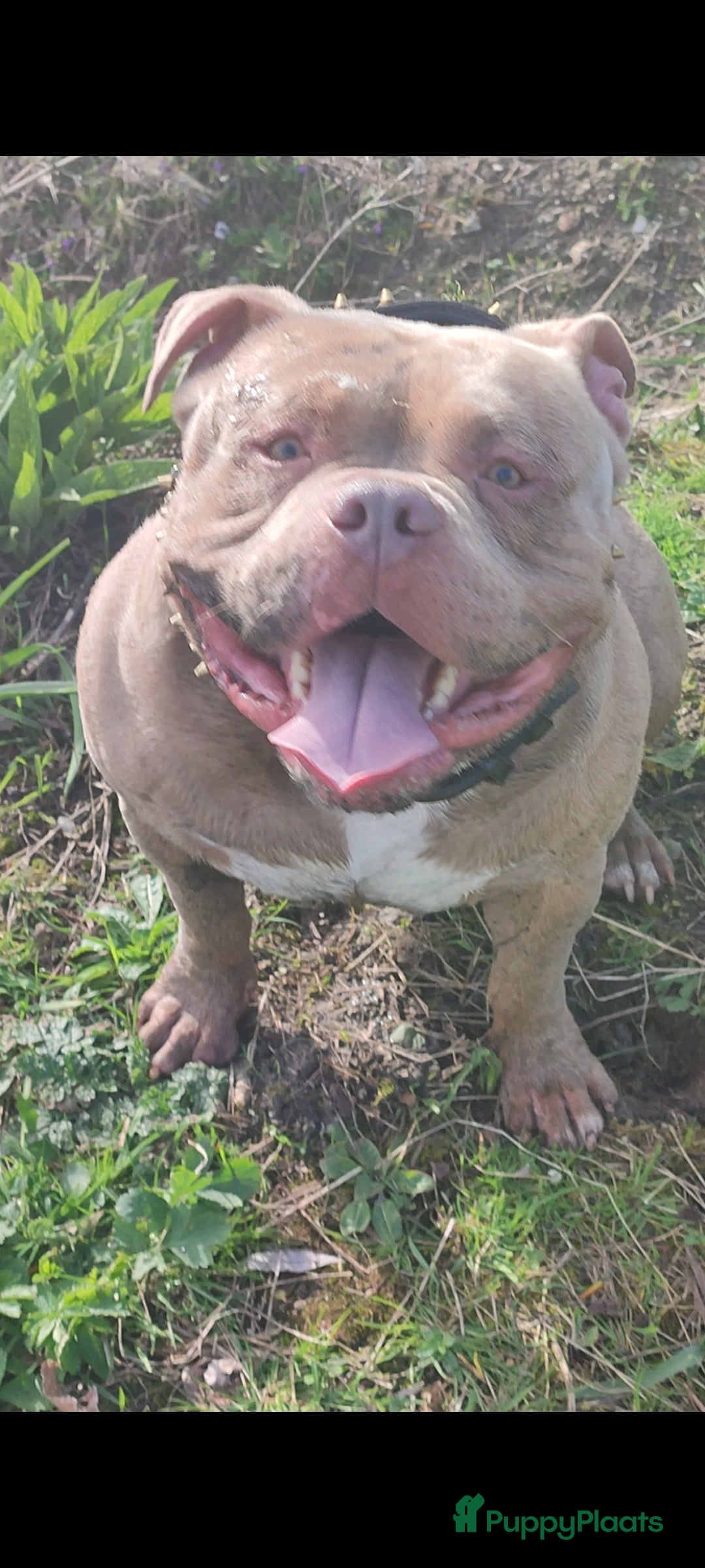 Amerikaanse Bully honden ter dekking: American bully ter dekking aangeboden - Advertentie 7