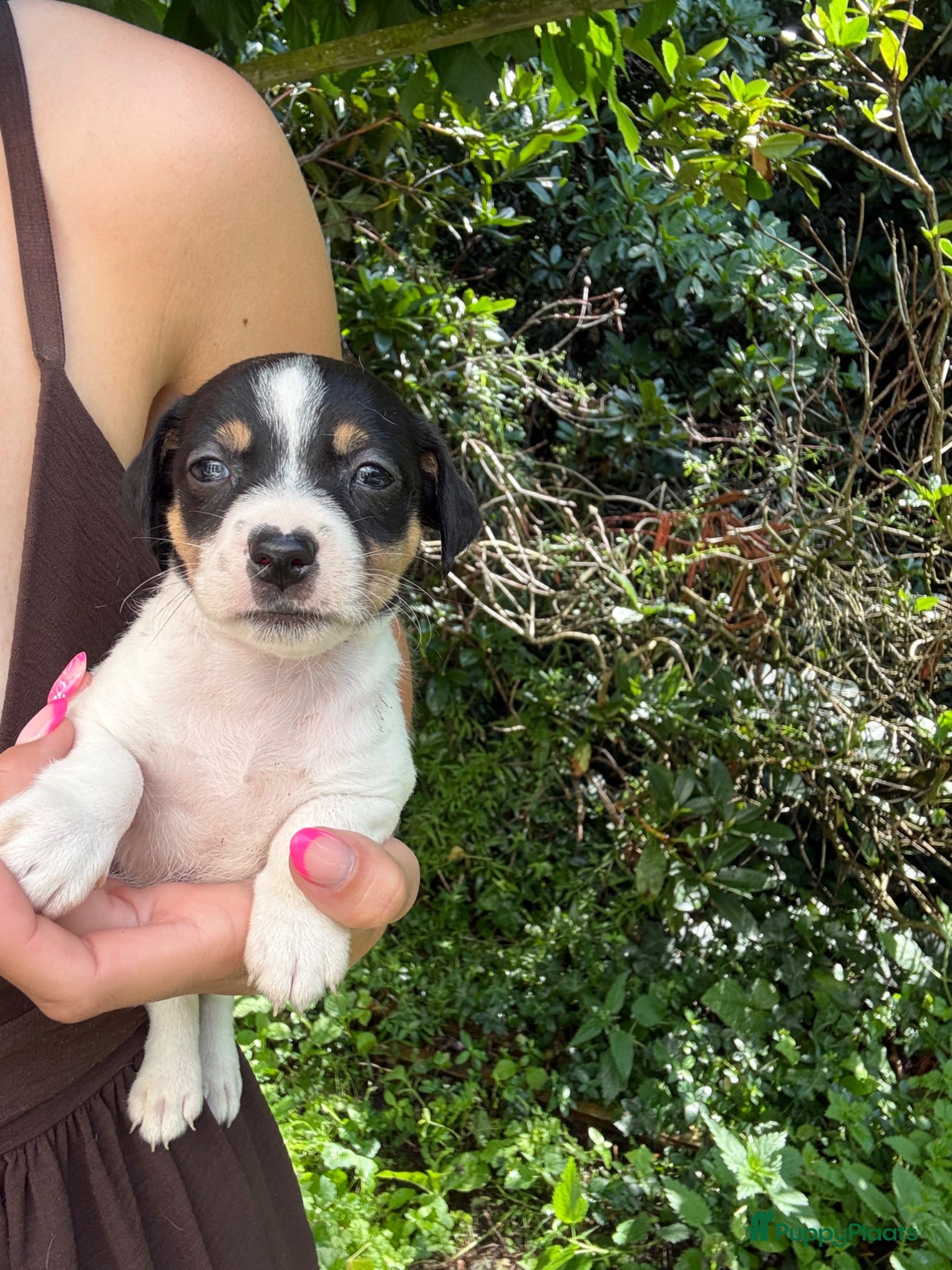 Jack Russel Terriër honden Nog 3 reutjes Jack Russel pupjes zoeken goede thui - Advertentie 2